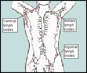 back of neck lymph nodes