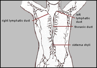 lymphatic system drainage patterns